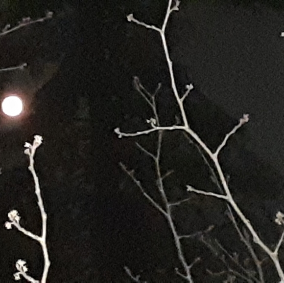 Meet your Posher, Bridget - Picture 2 of 2